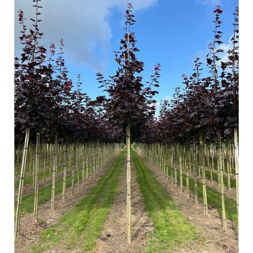 Lönn - Acer platanoides 'Royal Red' - Stammens omkrets 14-16 cm, höjd 3,5-4 meter, HS,